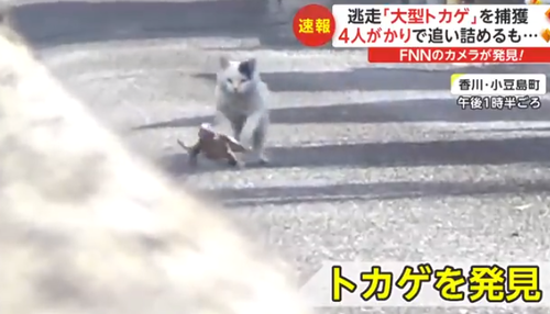 逃げ出したオオトカゲ　猫に追いかけ回される様子が撮影される