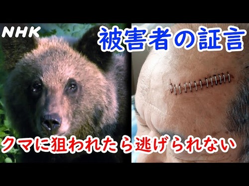 東北各県　日本中の動物愛護団体やらなにやらから「クマを駆除するな」と叩かれまくる事態に　ニュースにより増加