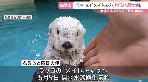 【鳥羽水族館】ラッコのメイちゃん　あまりにも可愛いｗｗｗｗｗｗｗ