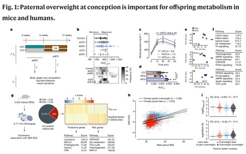 Nature「父親がデブだと子孫の肥満リスクが遺伝子レベルで上昇する」衝撃の論文が報告される