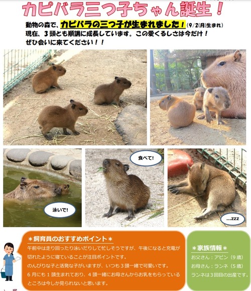 【福岡】カピバラ３つ子の赤ちゃんが海の中道海浜公園で誕生