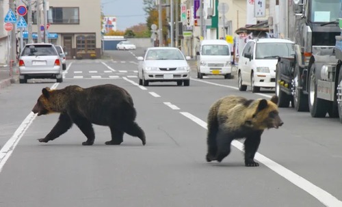 北海道「市の要請で建物の近くでヒグマを撃ったな？アウト」猟友会「そんなぁ…」→北海道「クマ出たぞ！助けろ！」猟友会「嫌でーす」