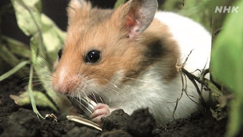 ハムスターさん　葉緑体を移植され光合成可能な植物に