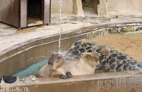 カピバラさんの打たせ湯動画　かわいい