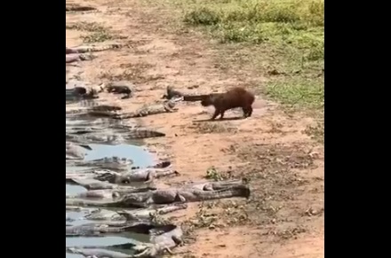 カピバラさん　あまりの強さに覇気でワニを吹き飛ばす